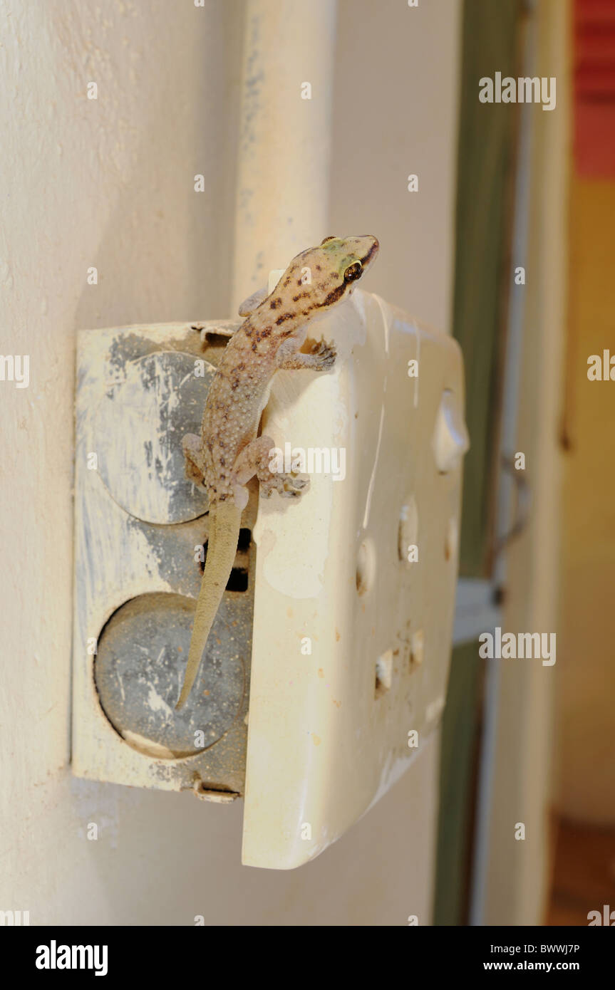 Hemidactylus robustus gecko urban environment Socotra Reptiles lizard