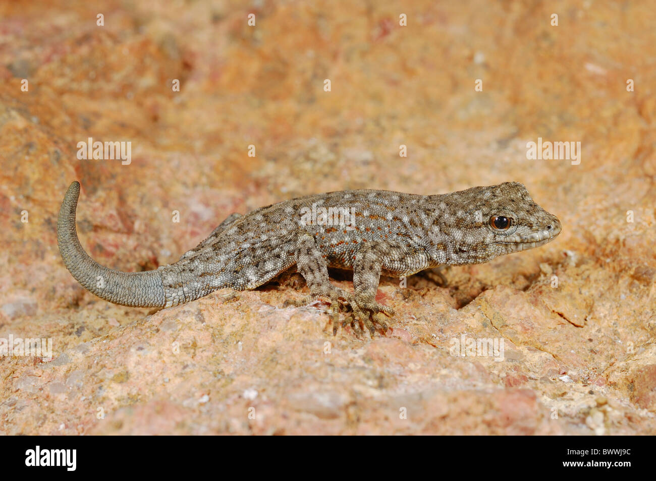 gecko Pristurus rupestris Yemen Reptile Vertebrates lizard lizards reptile reptiles animal animals gecko geckos asia asian Stock Photo