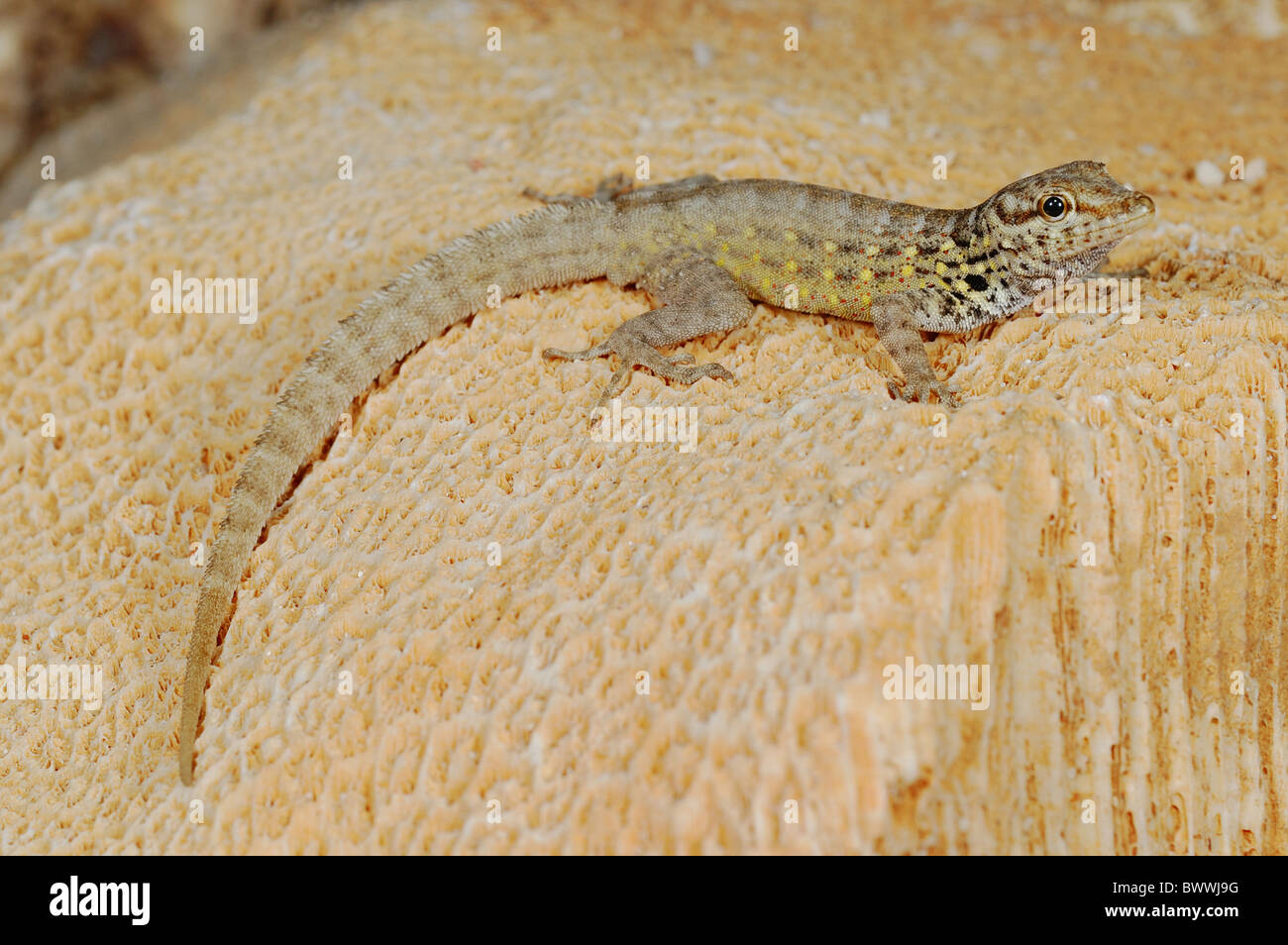 Pristurus abdelkuri gecko endemic Socotra Yemen Reptiles Vertebrates lizard lizards reptile reptiles animal animals gecko Stock Photo