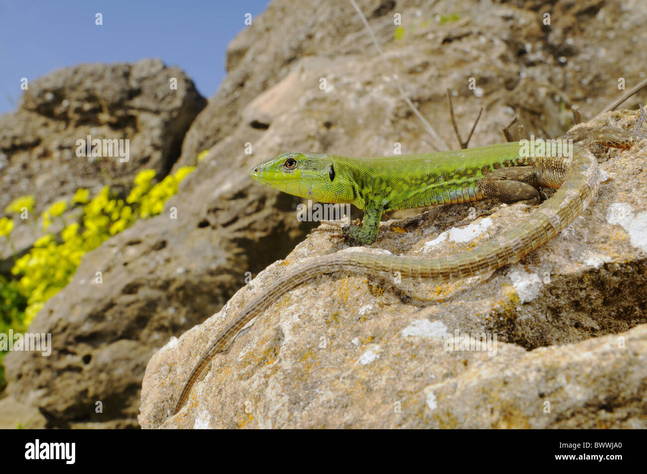 Sicilian lizard hires stock photography and images Alamy