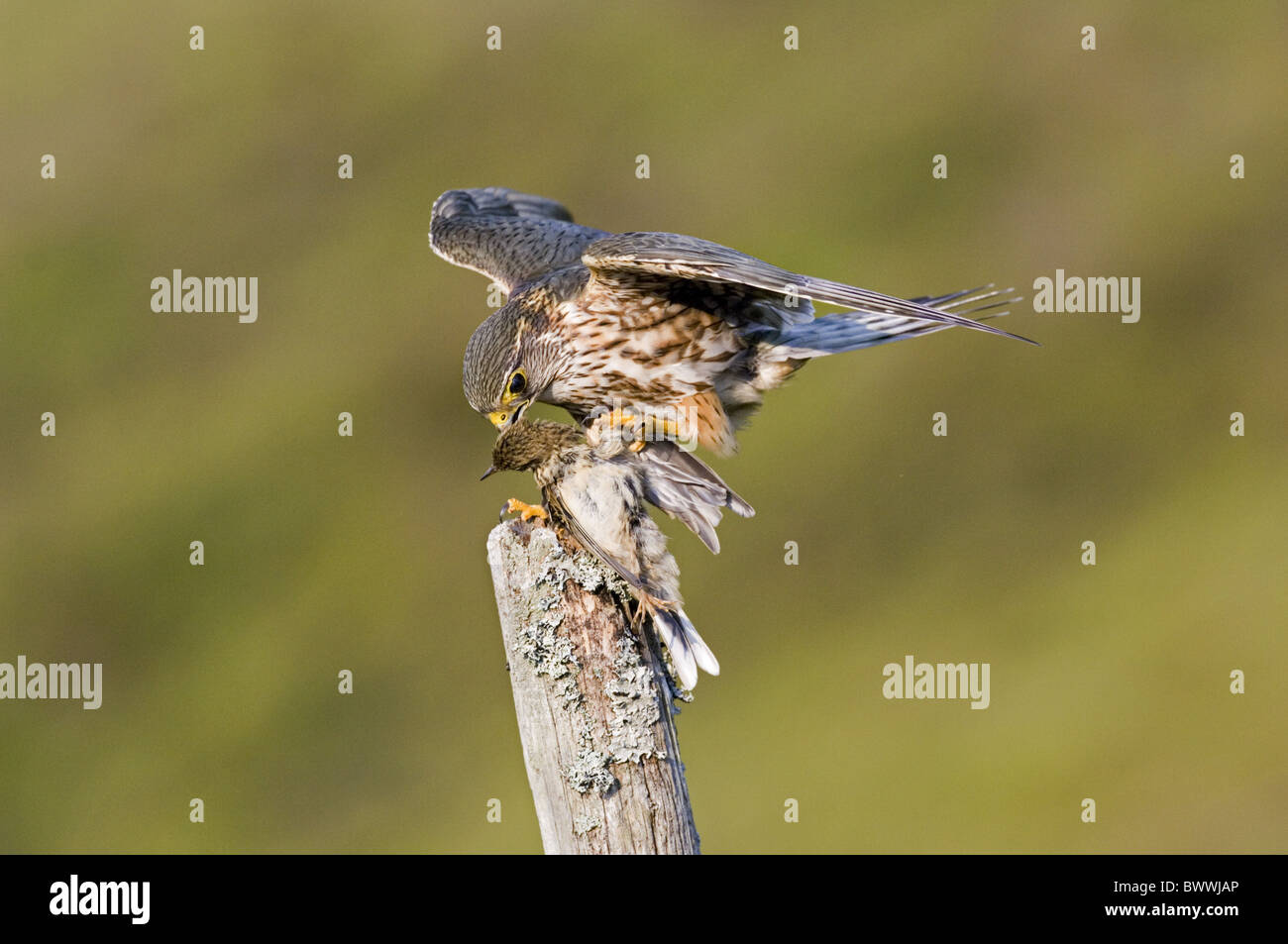 Merlin (Falco columbarius) adult male, feeding on Meadow Pipit (Anthus ...