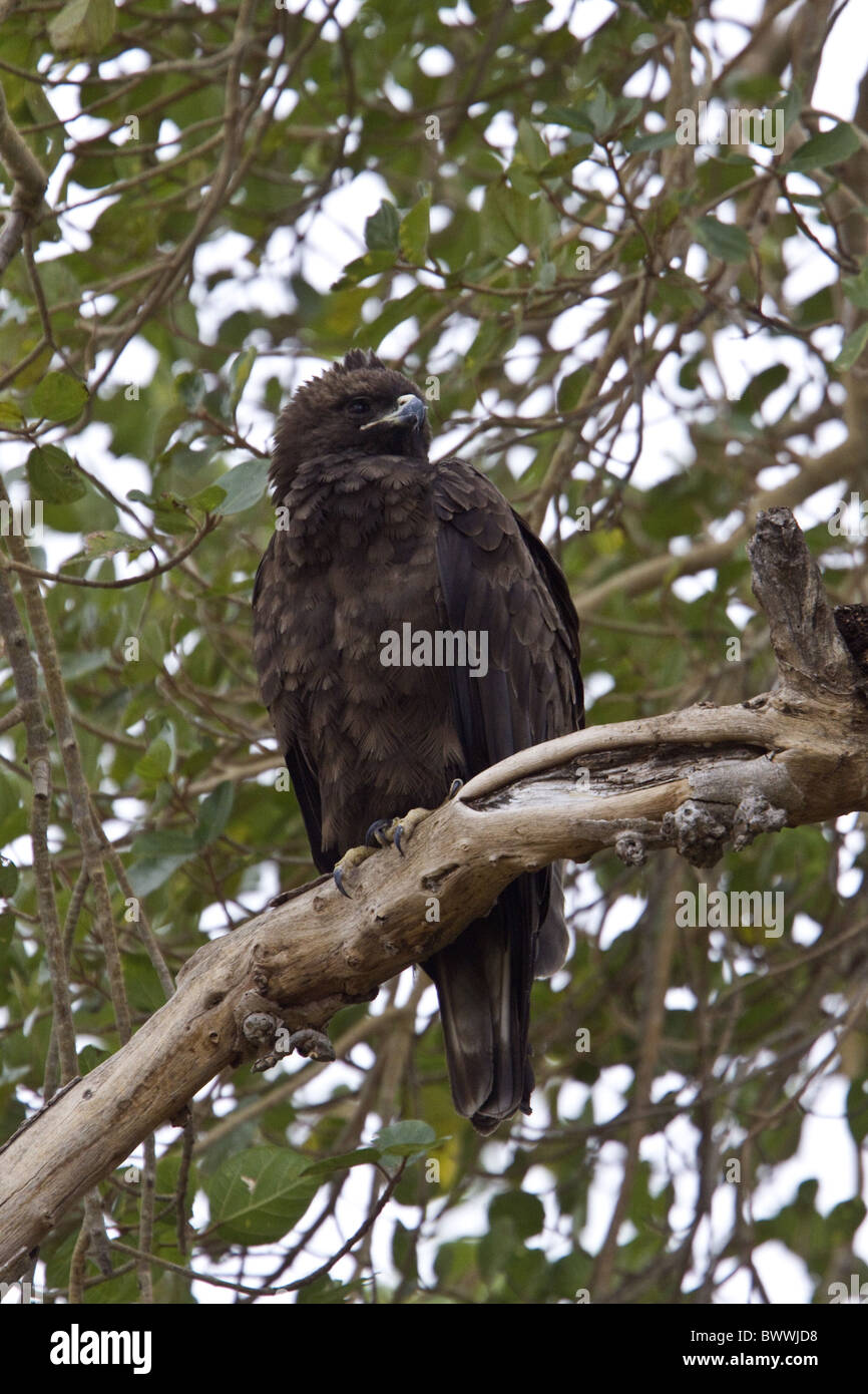 Wahlberg's Eagle - South africa Stock Photo