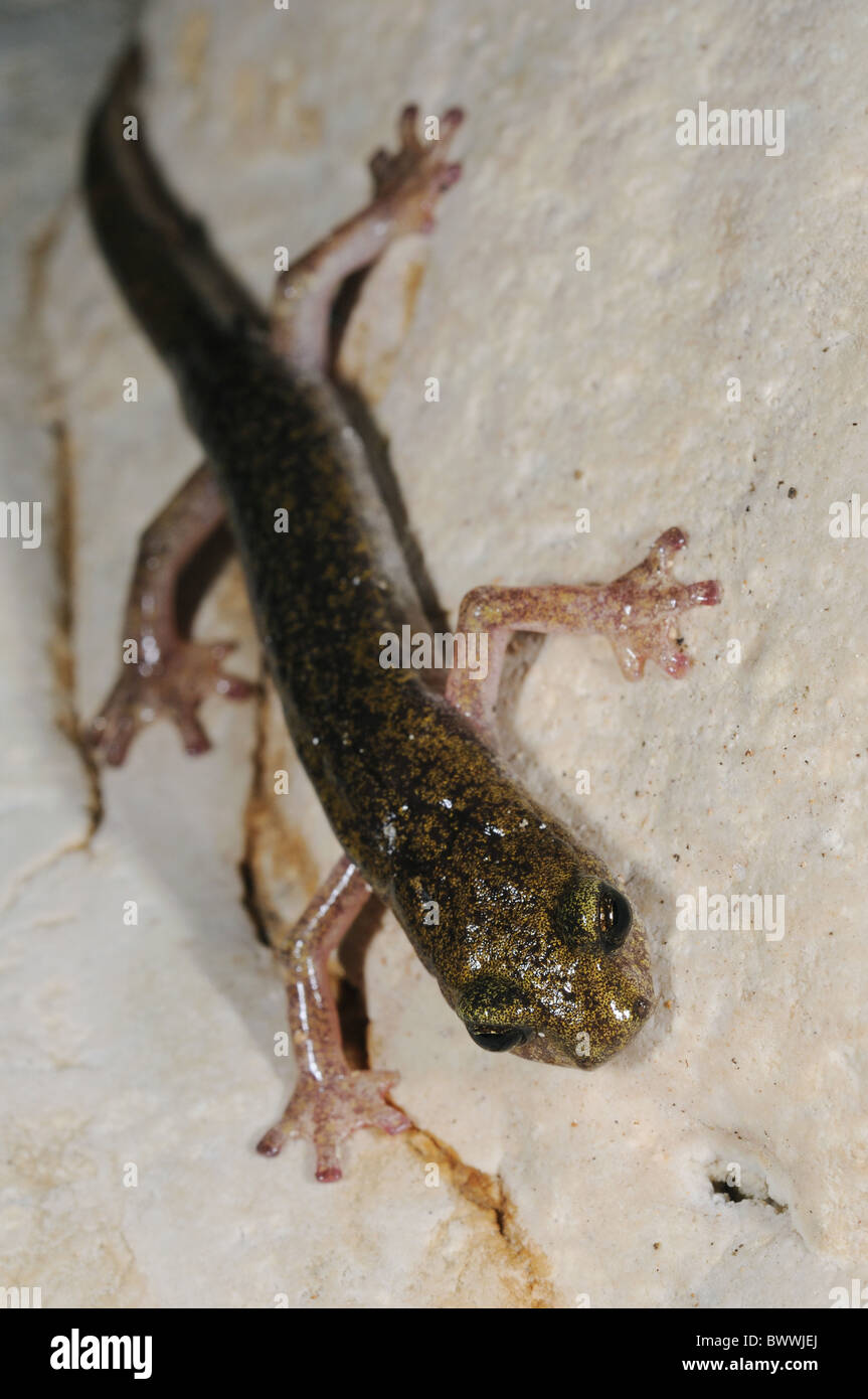 Speleomantes supramontis amphibian endemic Sardinia animal animals