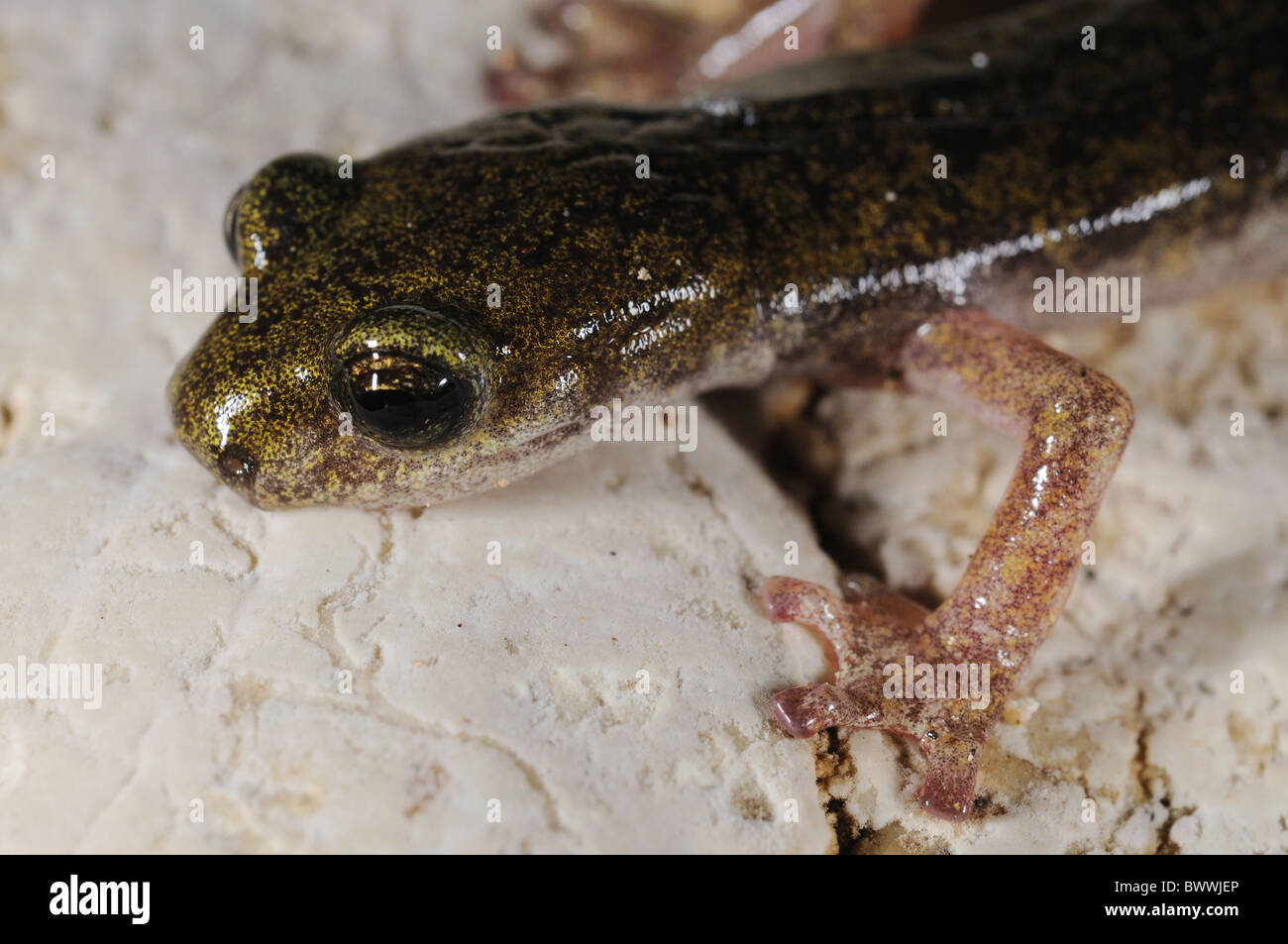 Speleomantes supramontis cave salamander amphibian endemic Sardinia
