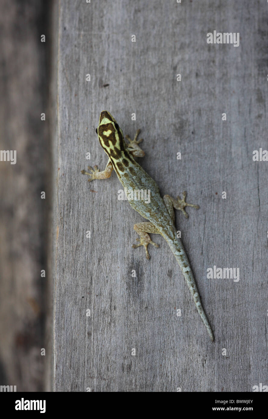 White-headed Dwarf Gecko Lygodactylus picturatus Stock Photo