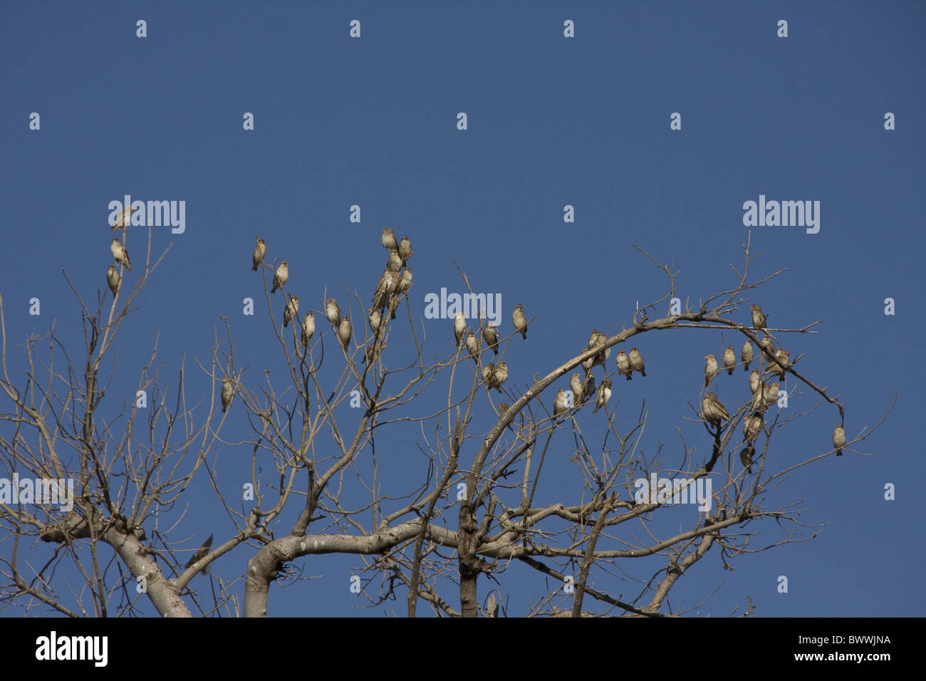 Red Billed Quelea flock on tree Stock Photo