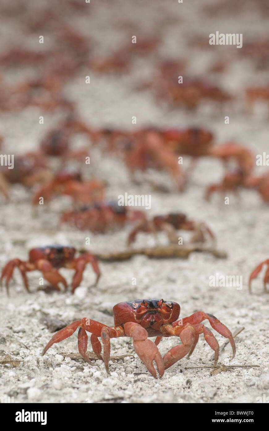 Red Crab Crustacean Claws Gecarcoidea natalis Christmas Island Australia animal animals crab crabs crustacean crustaceans Stock Photo