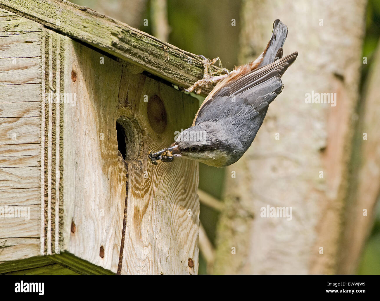 European insects hi-res stock photography and images - Alamy