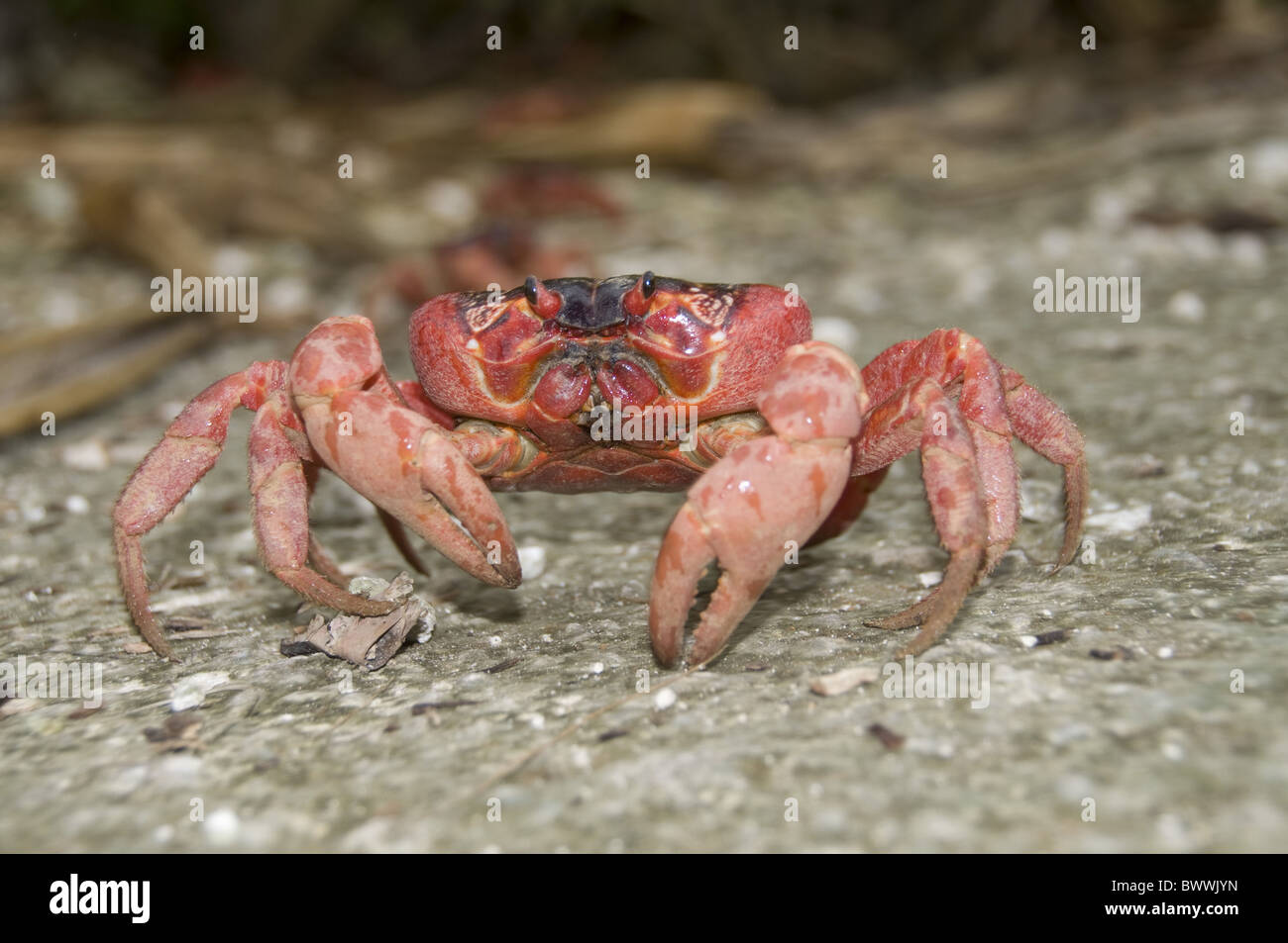 Red Crab Crustacean Forest Claws Gecarcoidea natalis Christmas Island Australia animal animals crab crabs crustacean Stock Photo