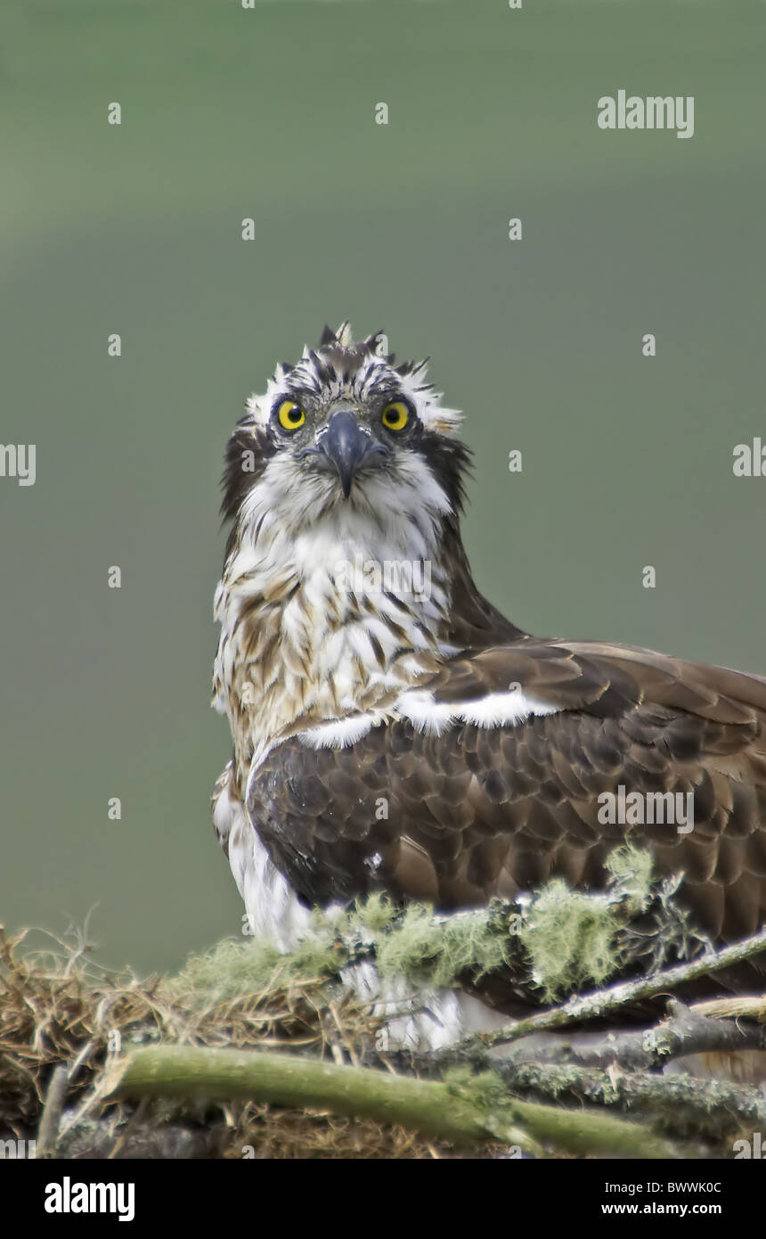 Osprey (Pandion haliaetus) adult female, at nest, Inverness-shire, Scotland, spring Stock Photo
