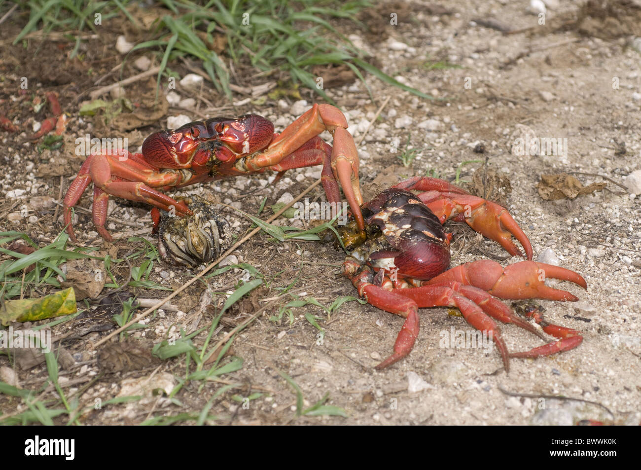 Red Crab Crustacean Cannibal Claws Gecarcoidea natalis Christmas Island Australia animal animals crab crabs crustacean Stock Photo