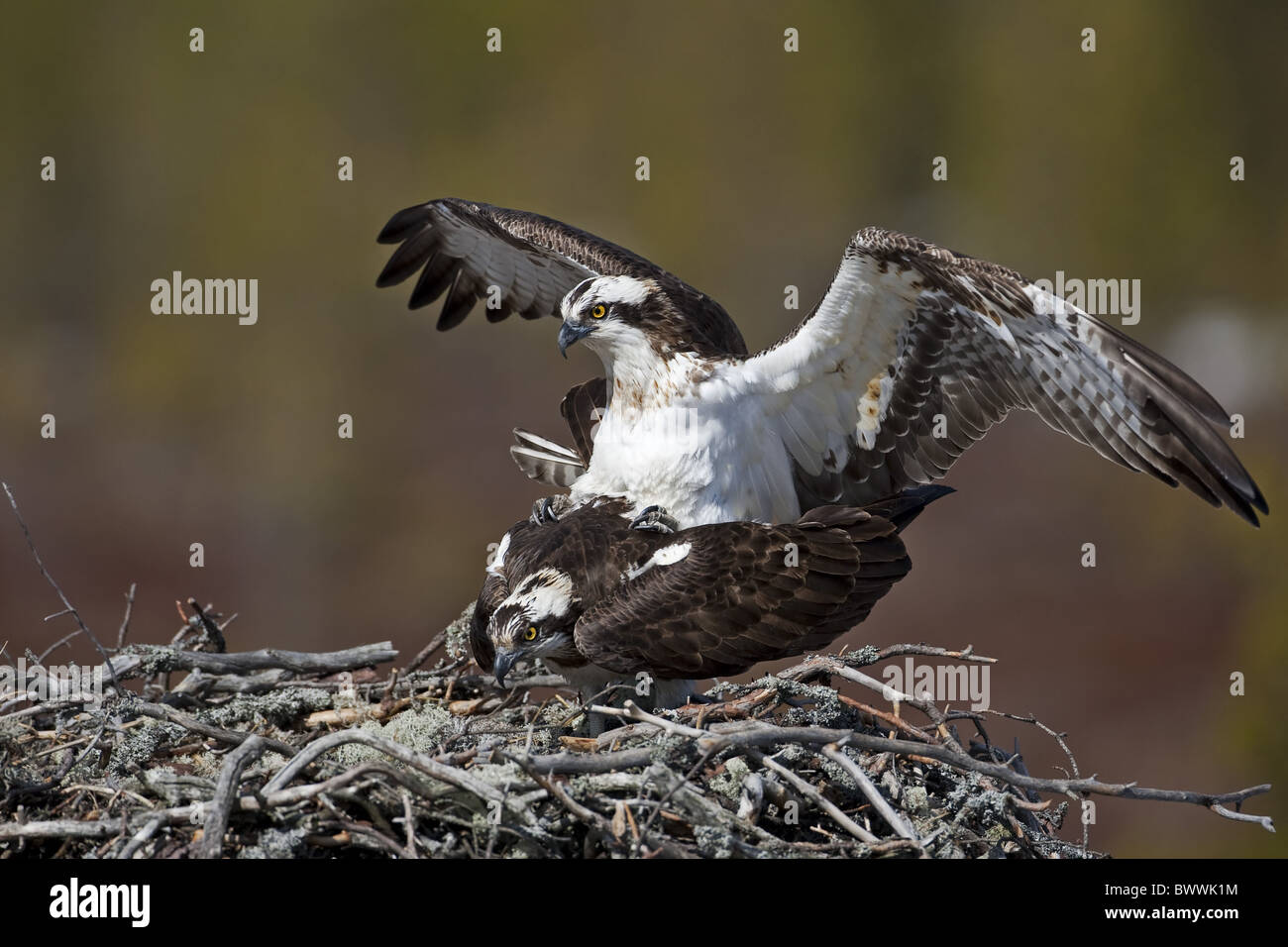 Osprey (Pandion haliaetus) adult pair, mating at nest, Pelsonsuo, Oulu