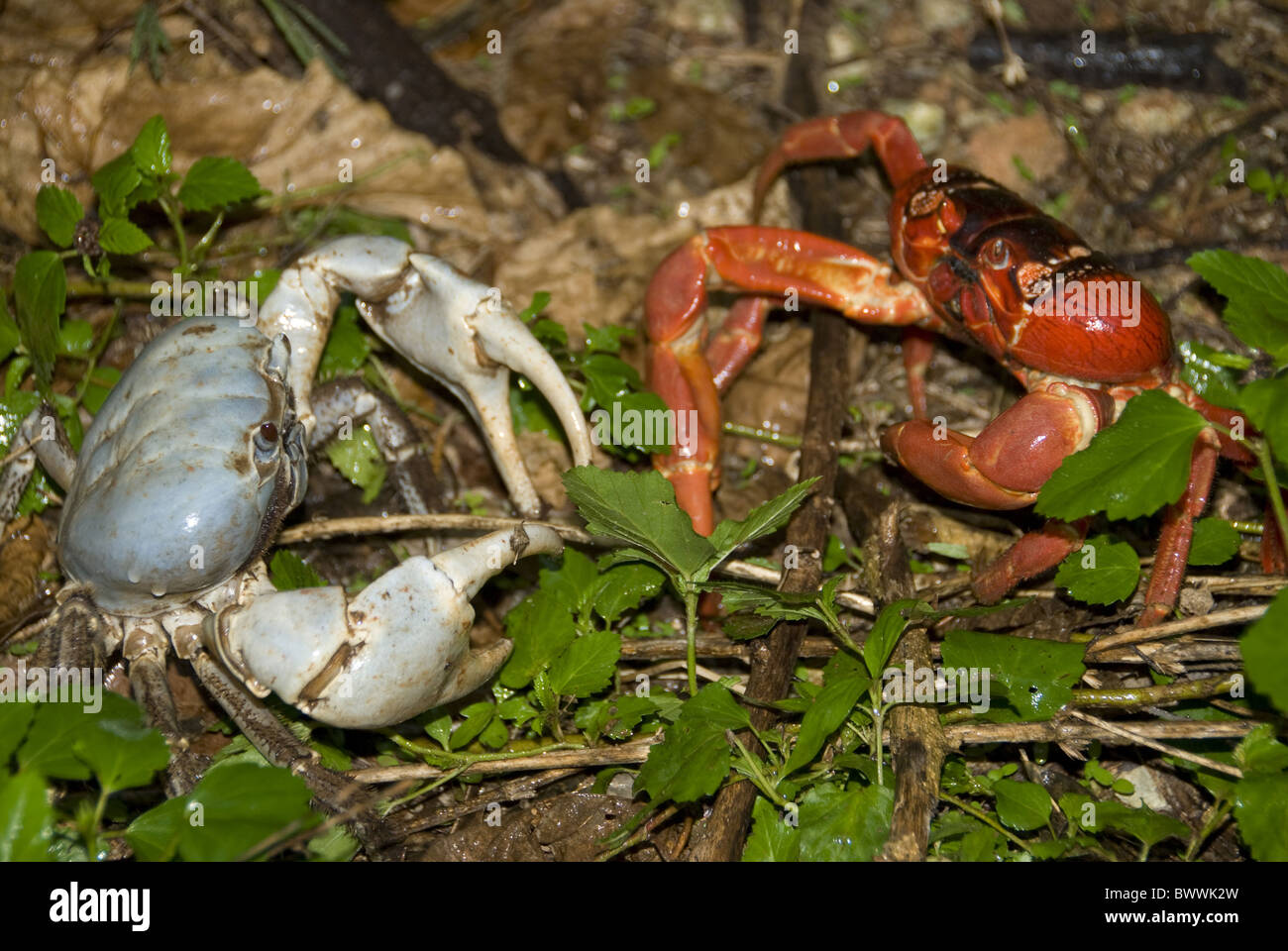 Blue Crab (Discoplax hirtipes) and Christmas Island Red Crab (Discoplax hirtipes) adults, on forest floor, Christmas Island, Stock Photo