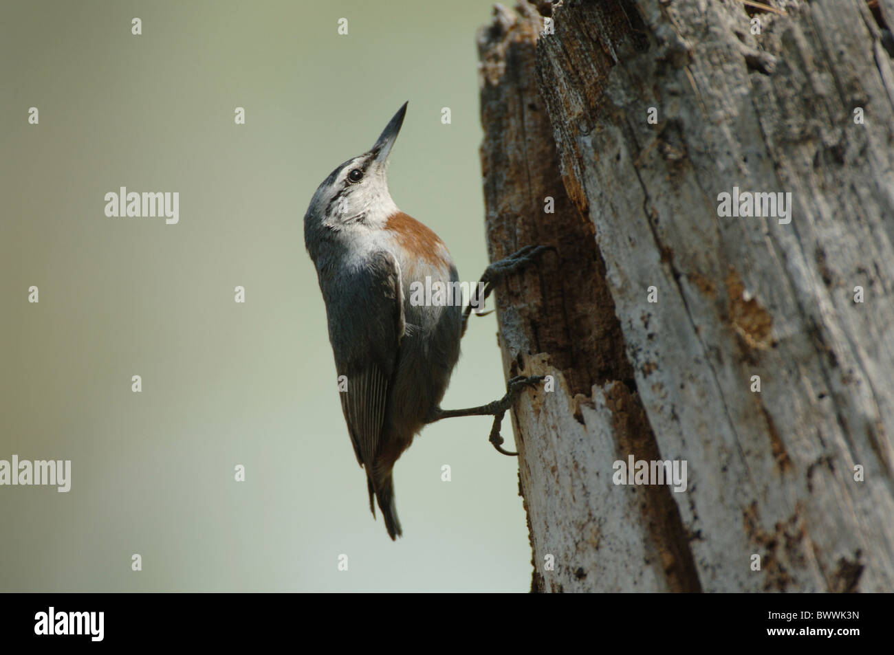 Kruper's Nuthatch (Sitta krueperi) adult male, clinging to stump, Lesvos, Greece, may Stock Photo