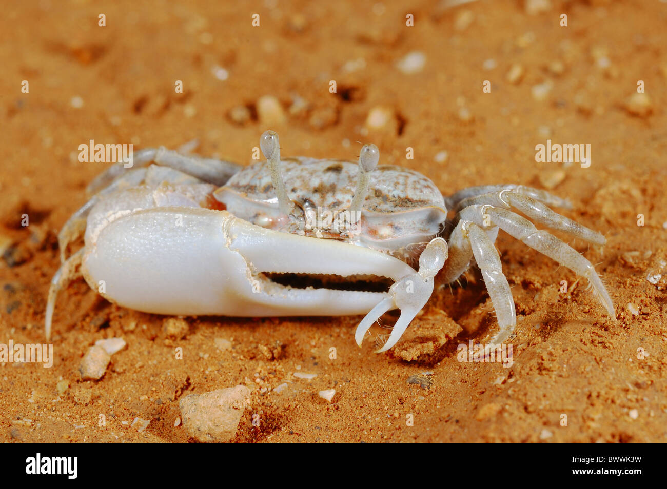 crab marine crabs Invertebrates Crustacean Socotra Yemen Uca inversa animal animals crab crabs crustacean crustaceans Stock Photo