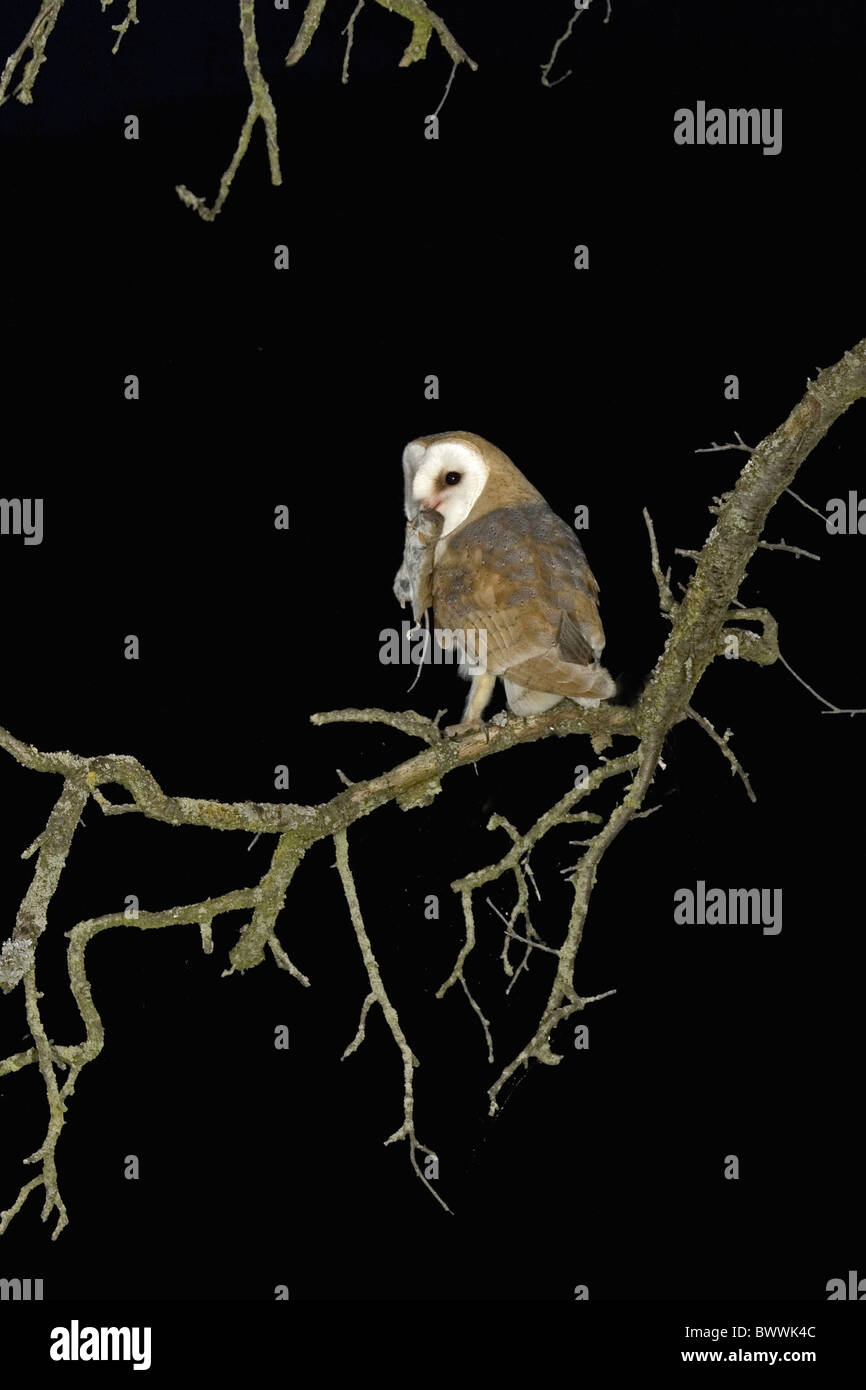 Barn Owl (Tyto alba) adult, perched on tree branch at night, mouse prey in beak, England Stock Photo