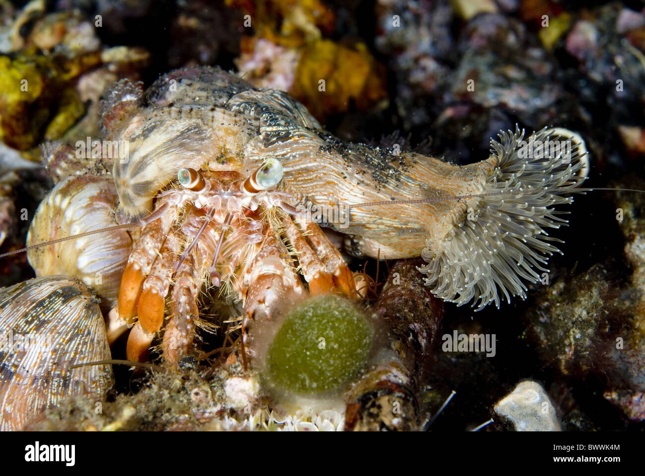Anemone hermit crabs dardanus pedunculatus hi-res stock photography and ...