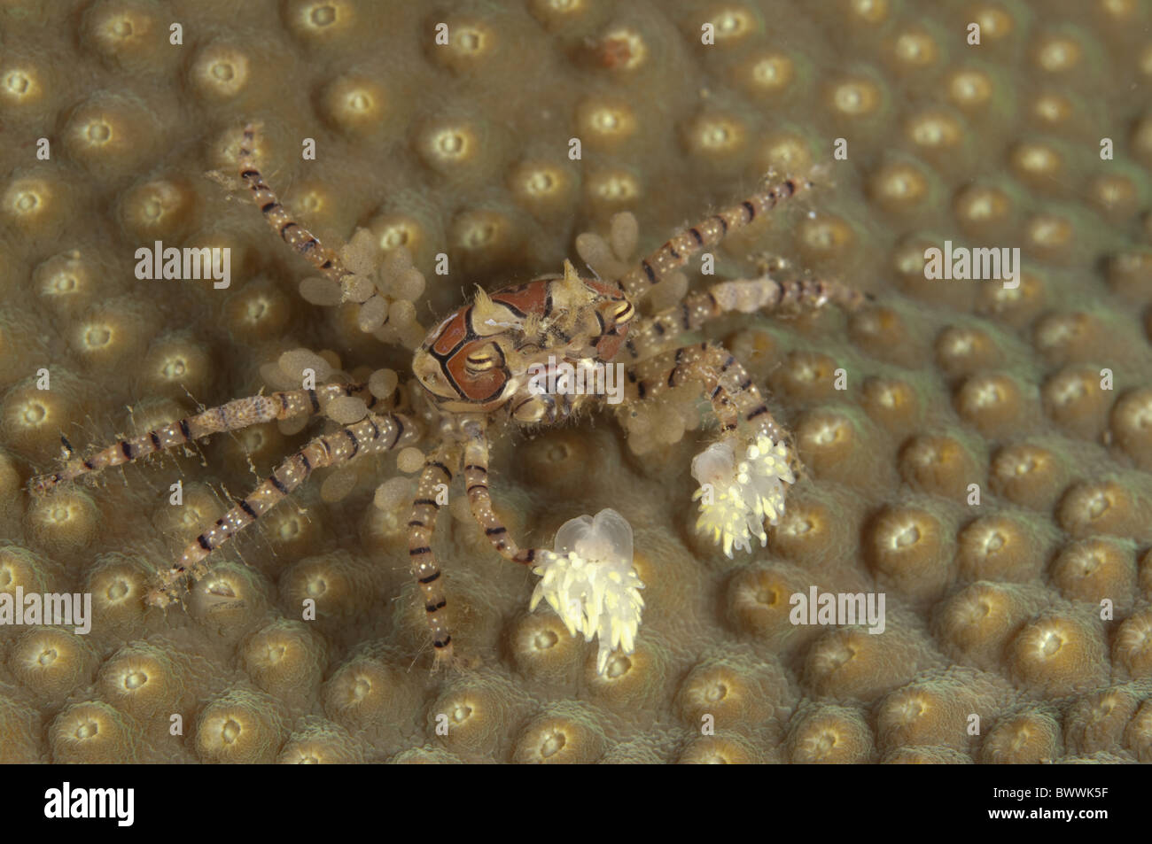 Pom Pom Crab High Resolution Stock Photography And Images Alamy
