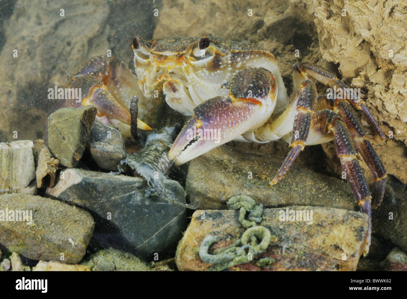crab freshwater crab Potamon fluviatilis rare species endangered