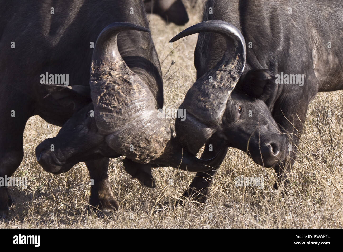Cape Buffalo fighting Stock Photo - Alamy