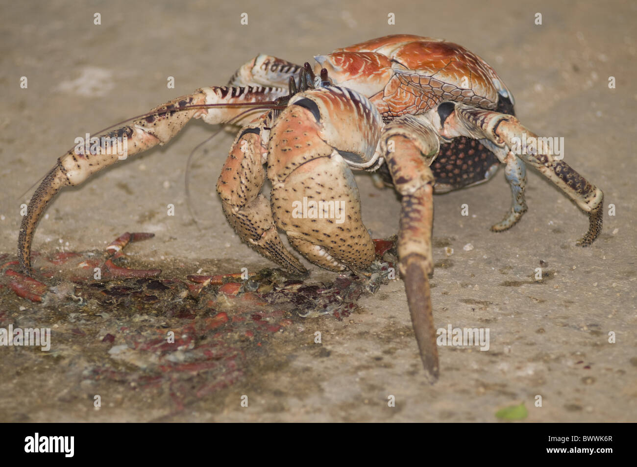 Crush crab Crab Crush