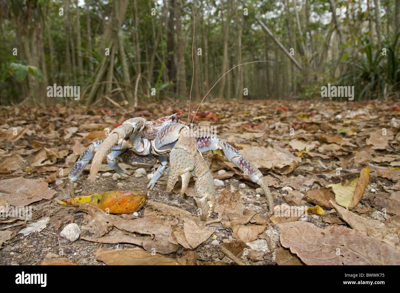 Forest Robber Crab Road Crustacean Claw Birgus latro Christmas Island ...