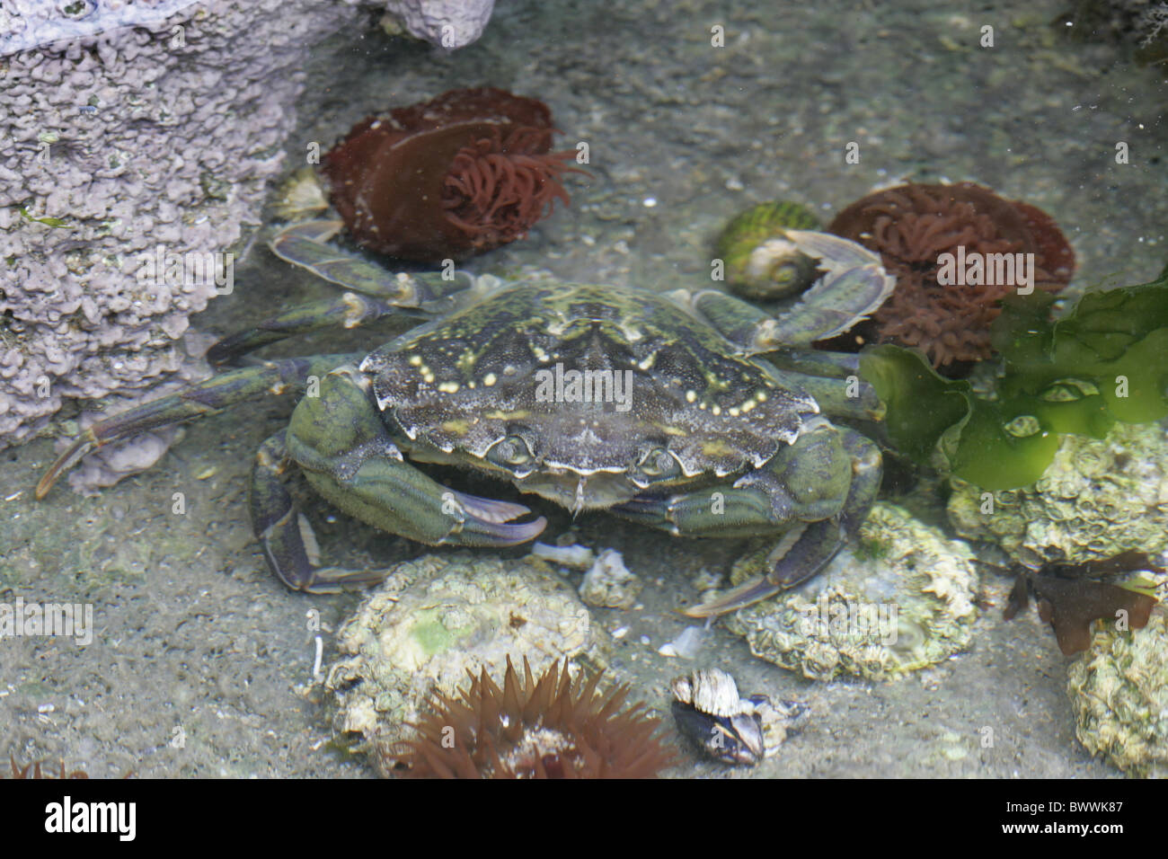 animal animals crab crabs crustacean crustaceans invertebrate