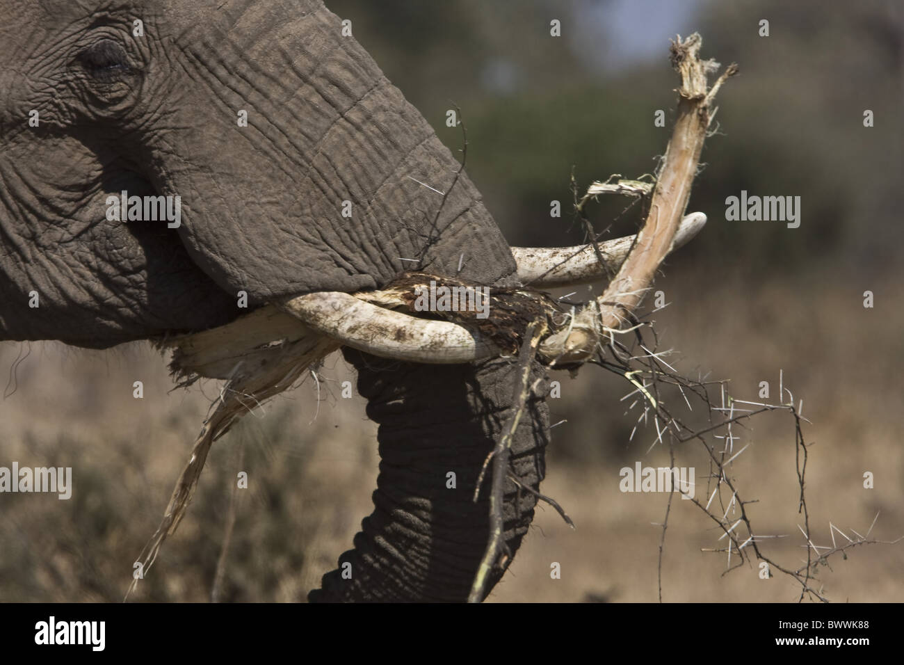 African elephant eating acacia Stock Photo Alamy
