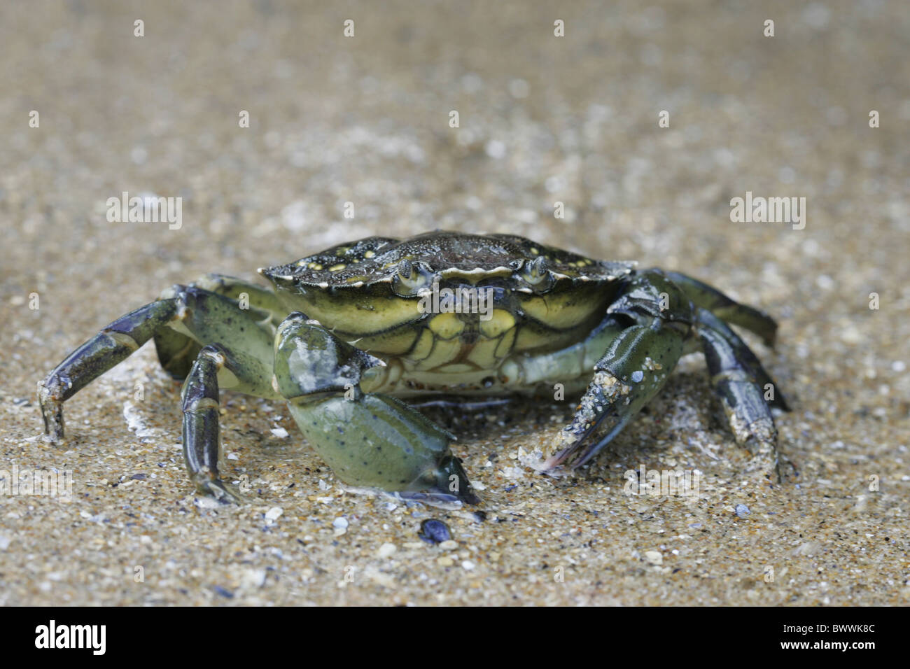 animal animals crab crabs crustacean crustaceans invertebrate