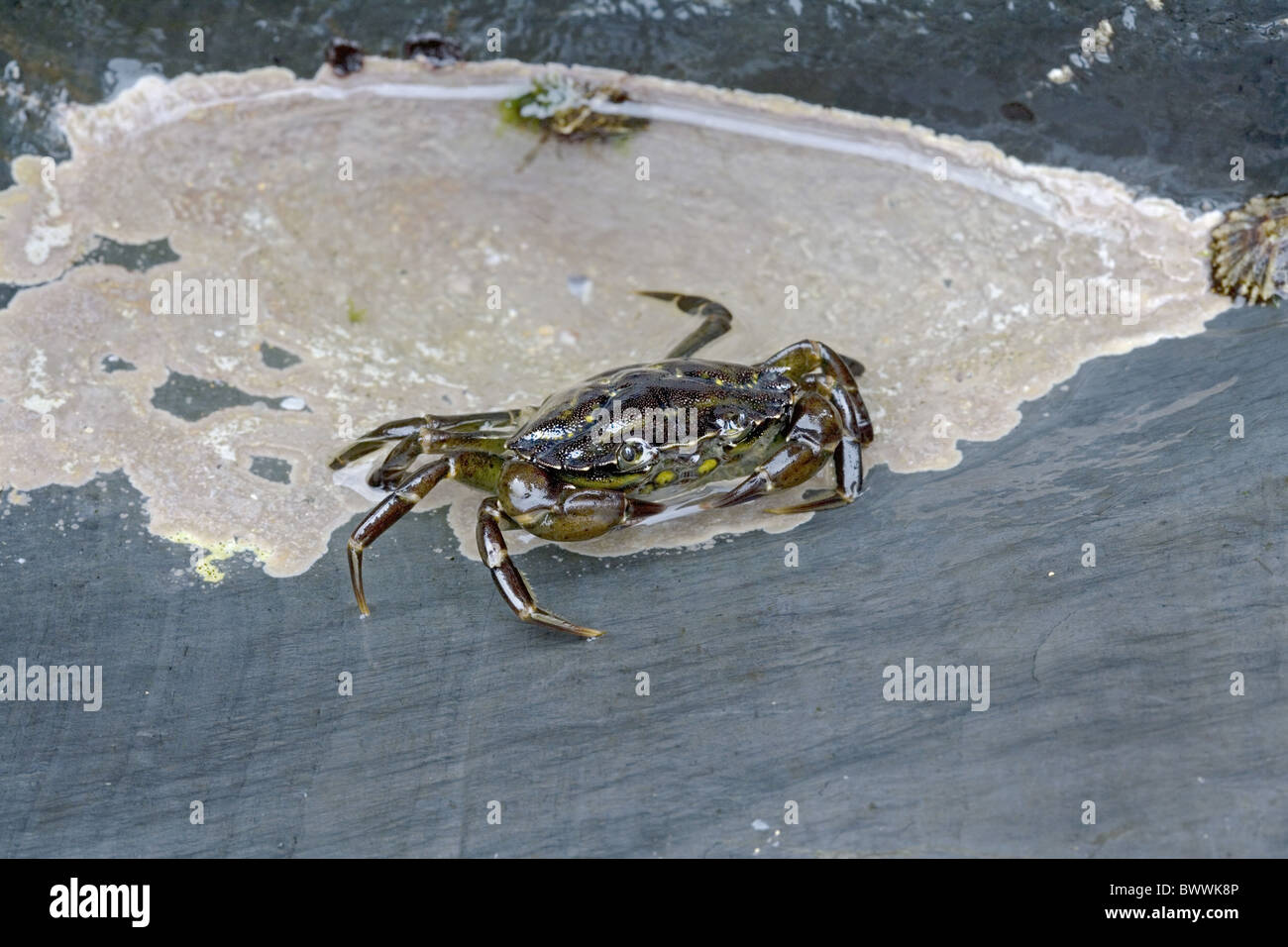 animal animals crab crabs crustacean crustaceans invertebrate