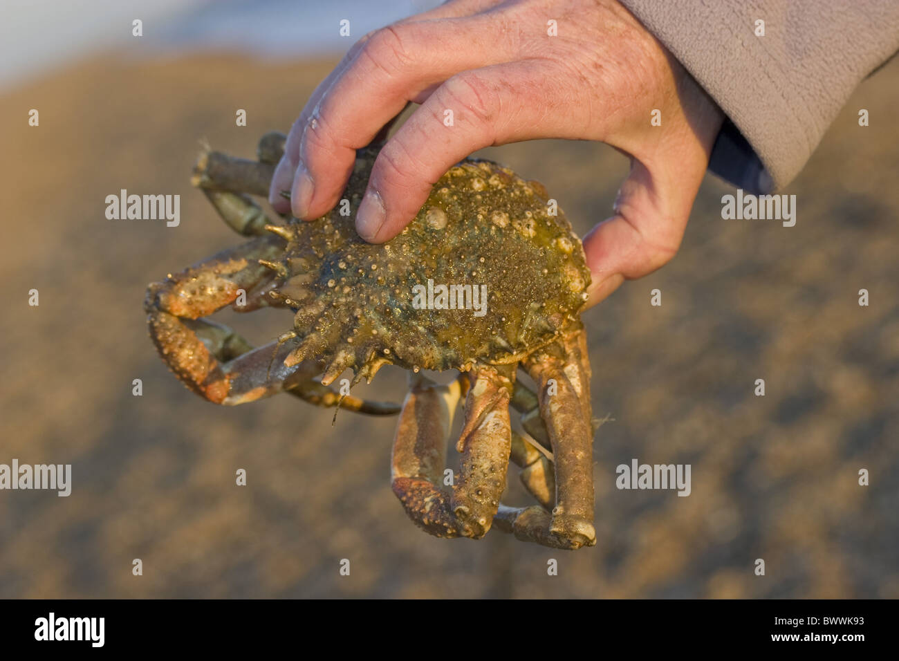 Animal Animals April Spiny Spider Crab British Channel Chesil Caught