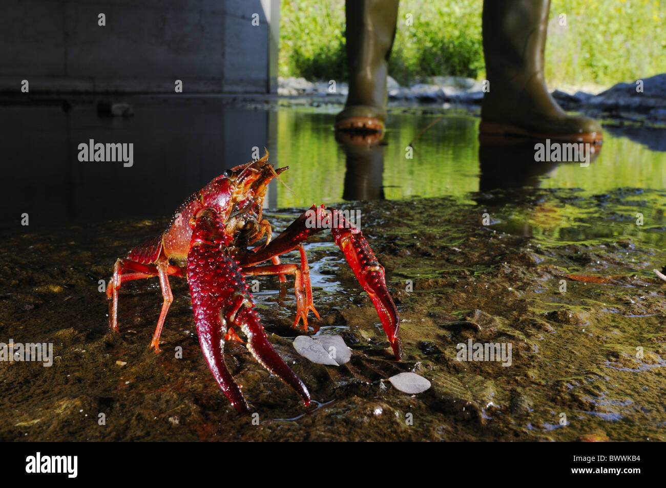 Alien Invertebrates alien species crayfish human environment invasive Invertebrates ...