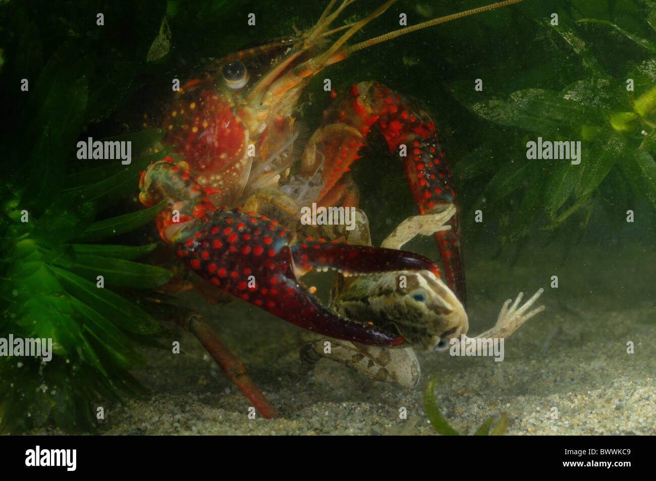 Alien Invertebrates alien species amphibians crayfish invasive Invertebrates Procambarus ...