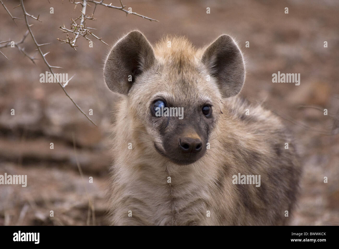Spotted Hyaena with eye infection, Stock Photo