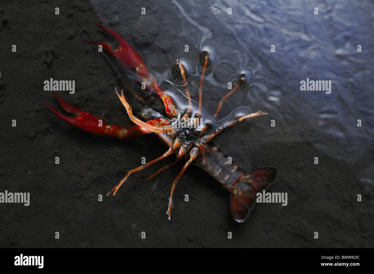 Alien Invertebrates alien species crayfish human environment invasive Invertebrates ...