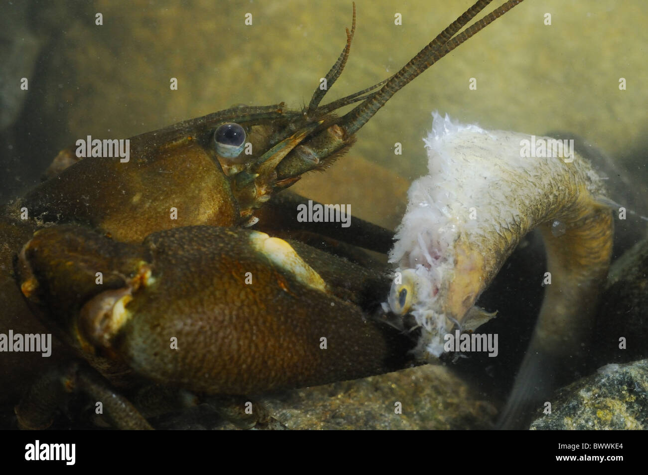 Alien Invertebrates alien species crayfish fish invasive Invertebrates Pacifastacus ...