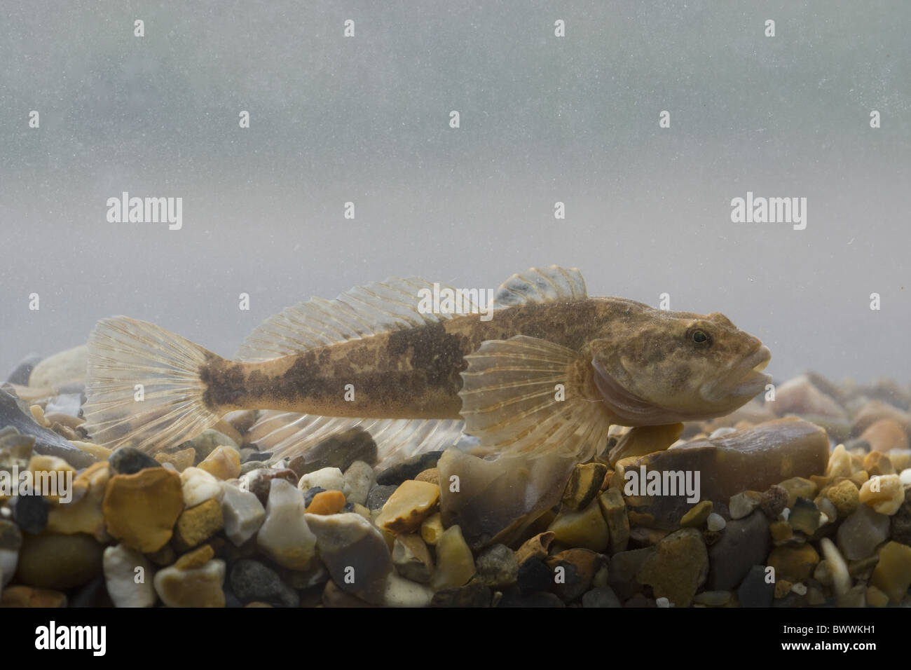 Bullhead Millers Thumb Fish Cottus Hi Res Stock Photography And Images