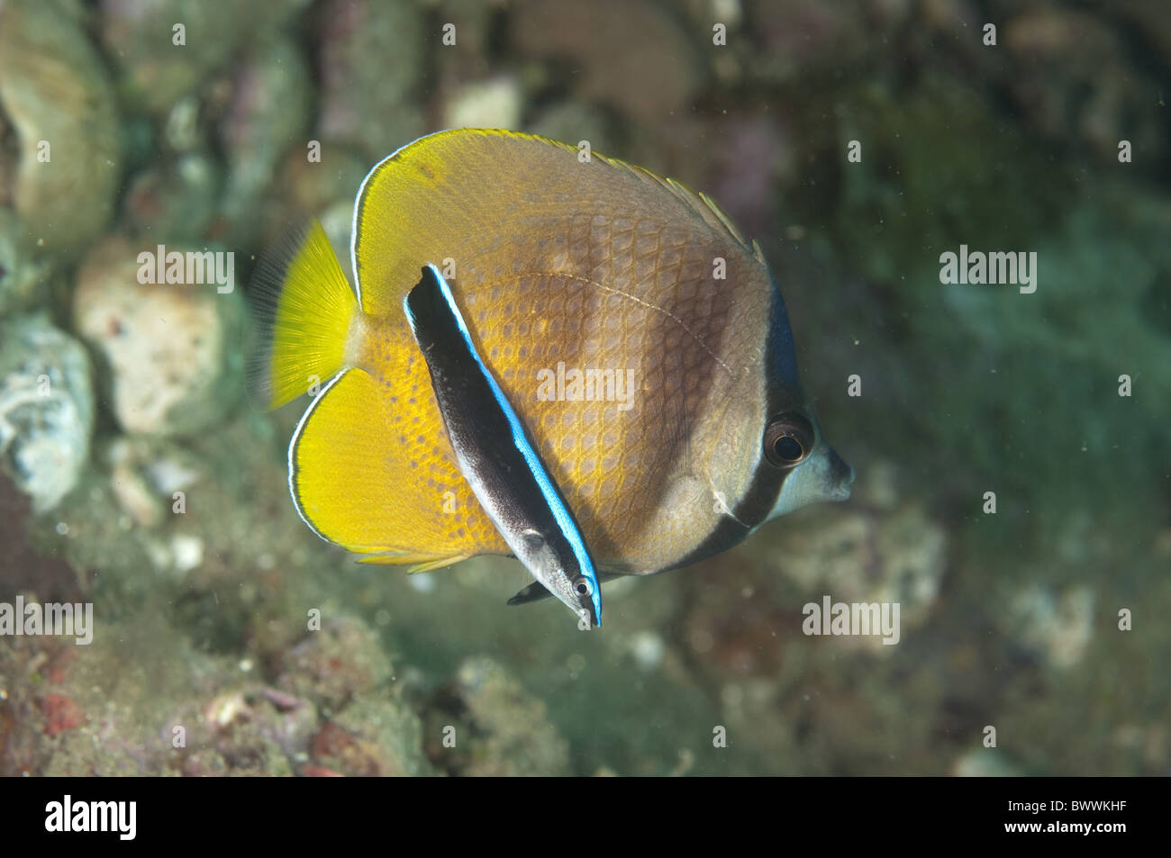Klein's Butterflyfish (Chaetodon kleinii) adult, with Blue-streaked Cleaner Wrasse (Labroides dimidiatus) juvenile, Ambon Stock Photo