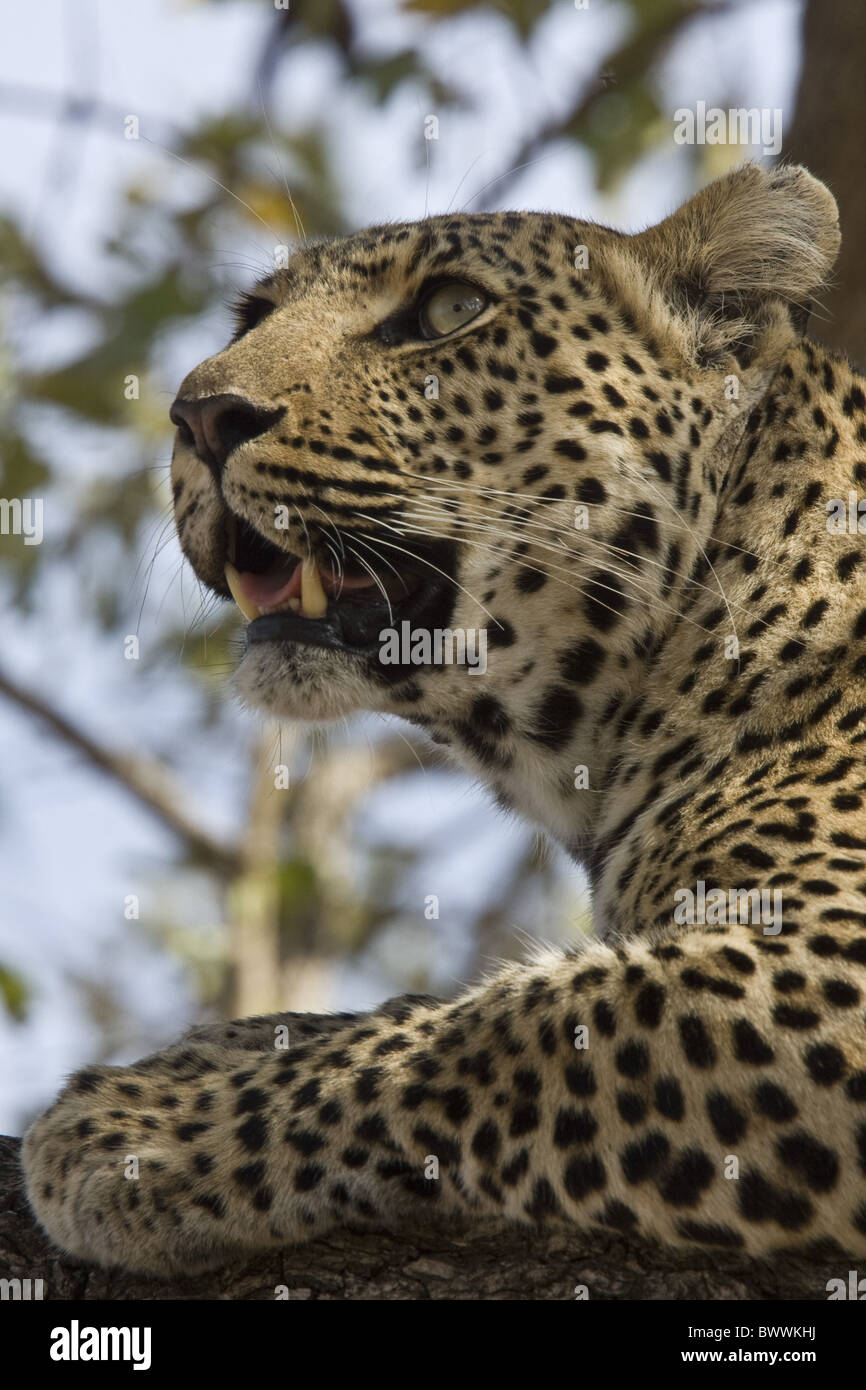 African leopard hi-res stock photography and images - Alamy