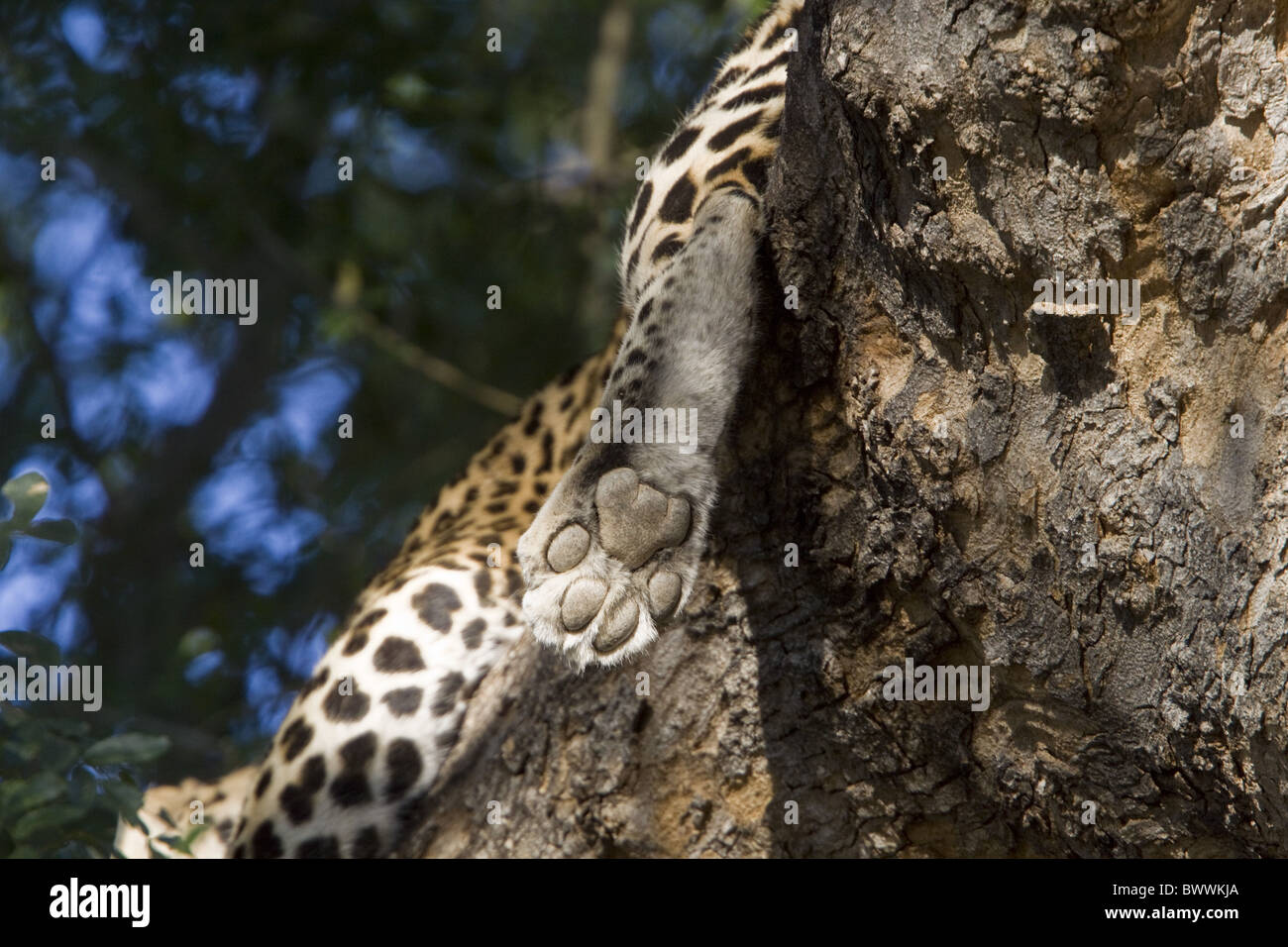 Leopard paw Stock Photo