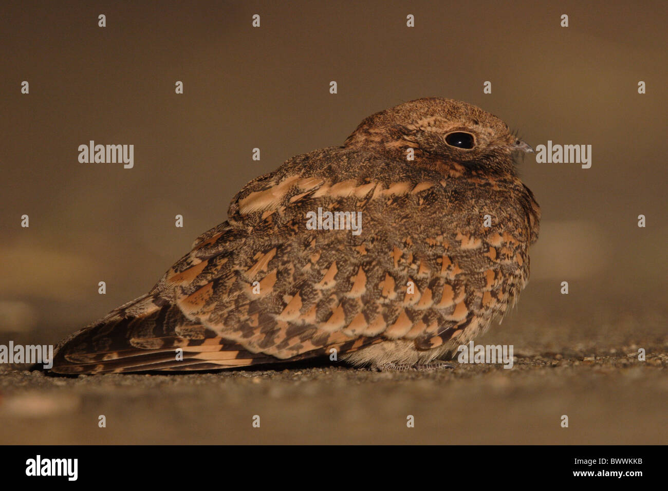 Savanna Nightjar (Caprimulgus affinis) adult, resting on road at night, Hong Kong, China, autumn Stock Photo