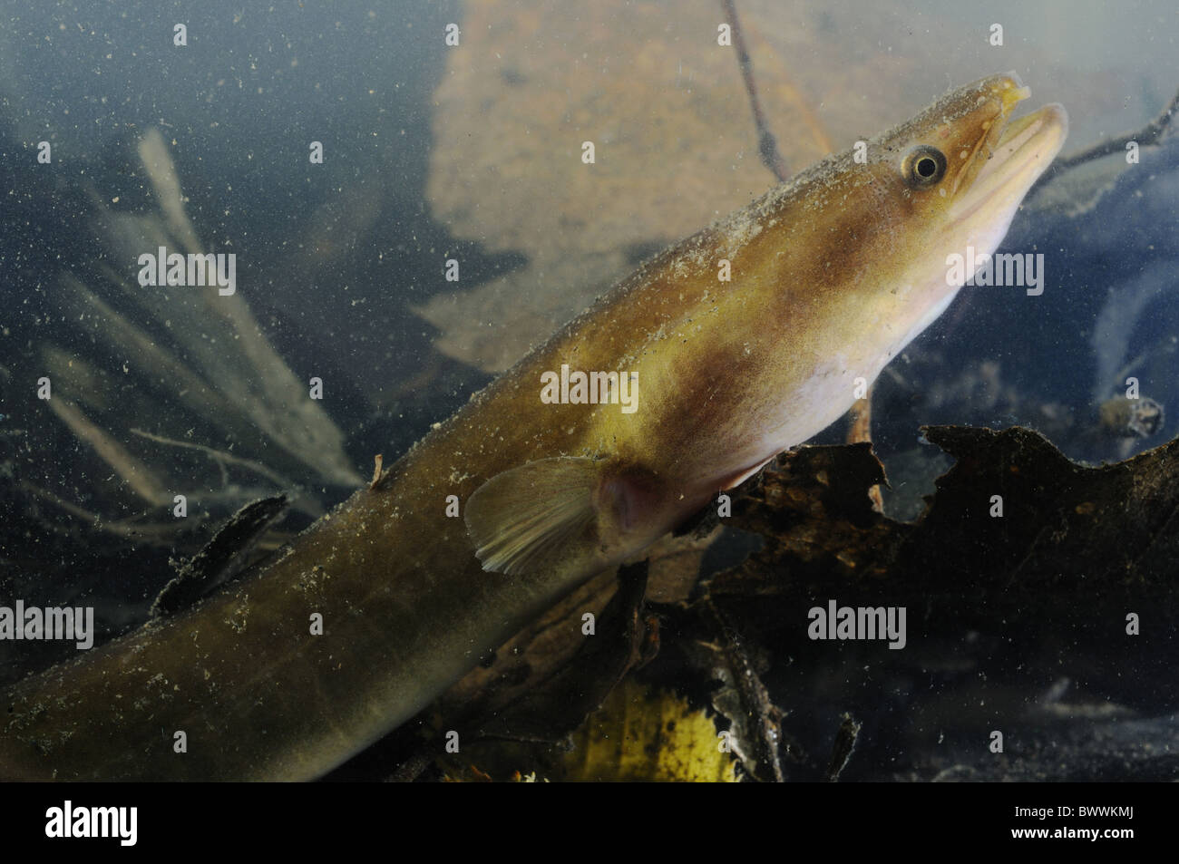Anguilla Anguilla Freshwater Fish Portrait Animal Animals Fish Fishes Europe European Atlantic Freshwater Marine Sea Fish Stock Photo Alamy