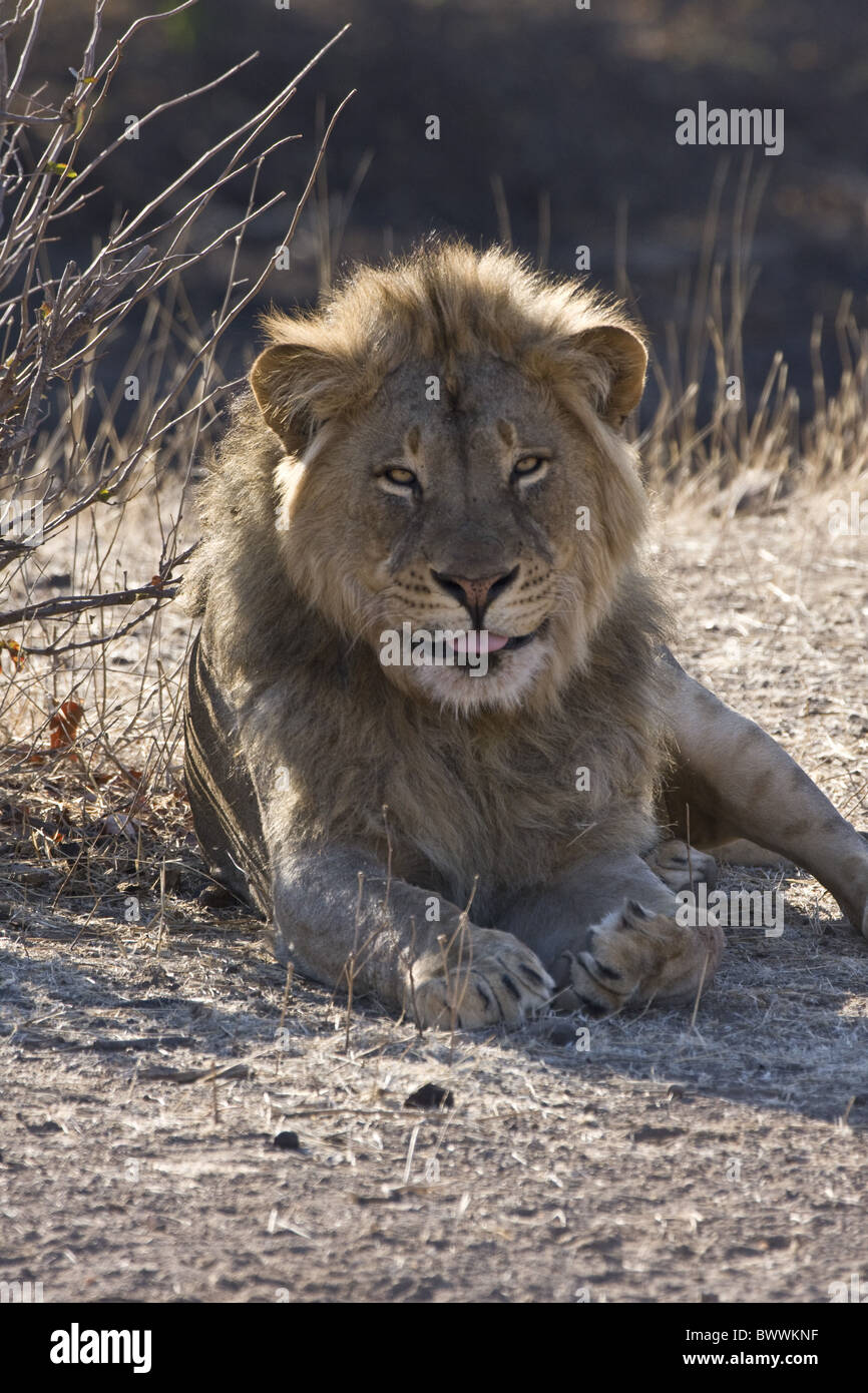 Male african lion, tongue out Stock Photo - Alamy
