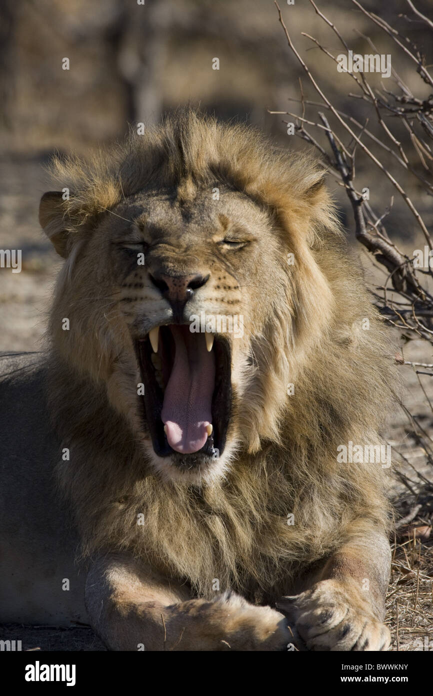 yawning male african lion Stock Photo - Alamy