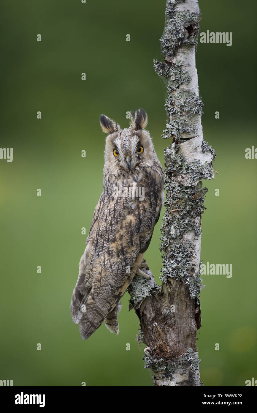 Long-eared Owl (Asio otus) adult, perched on lichen covered dead tree, Gloucestershire, England Stock Photo