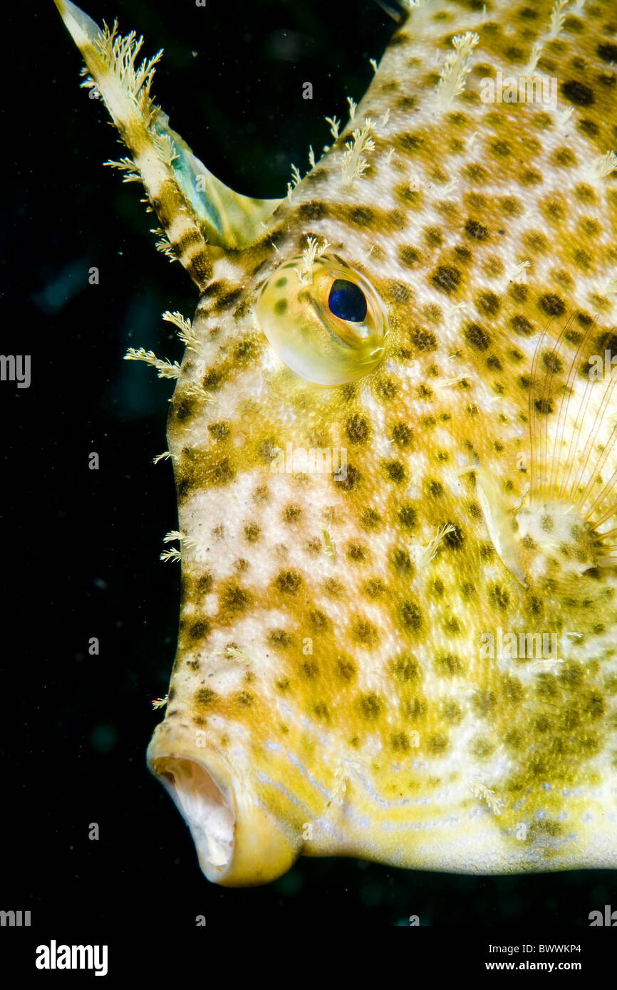 Leafy Filefish Chaetodermis penicilligera Fish Underwater Muck Black Sand Hairball Lembeh Marine Sea Diving Sulawesi Indonesia Stock Photo