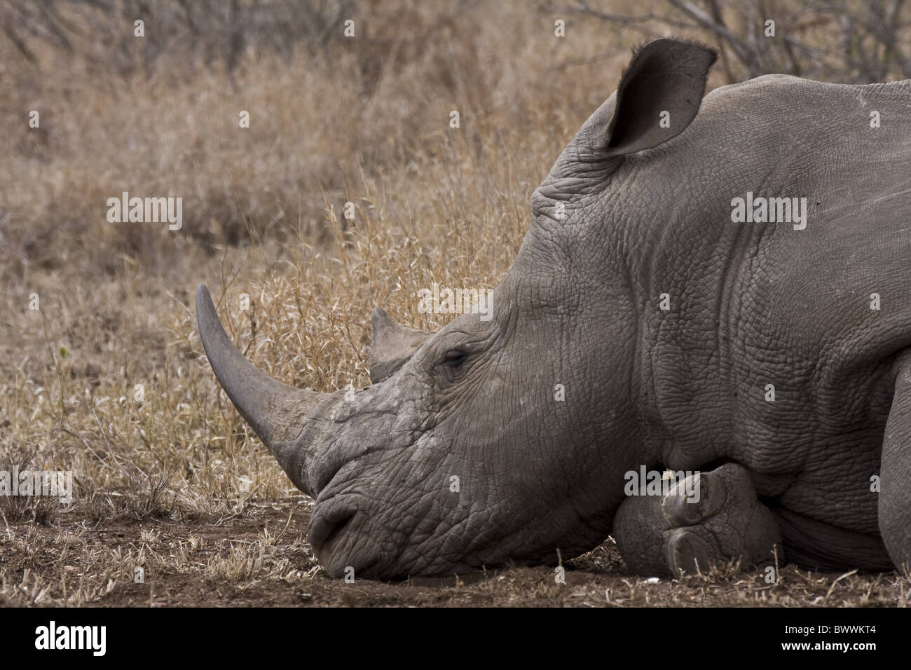 White Rhino resting Stock Photo - Alamy