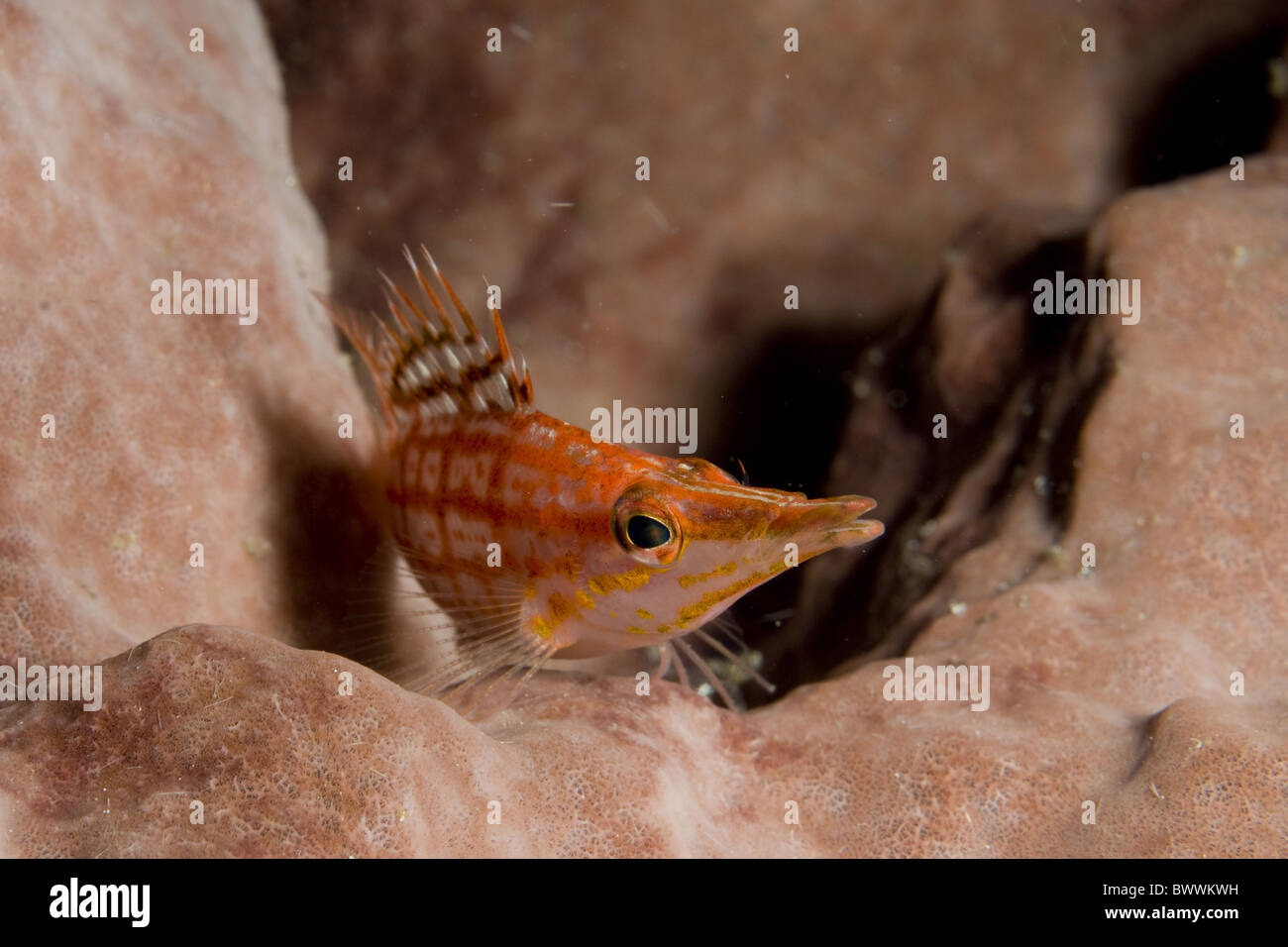 Longnose Hawkfish Oxycirrhites typus Sponge Fish Underwater Mandolin