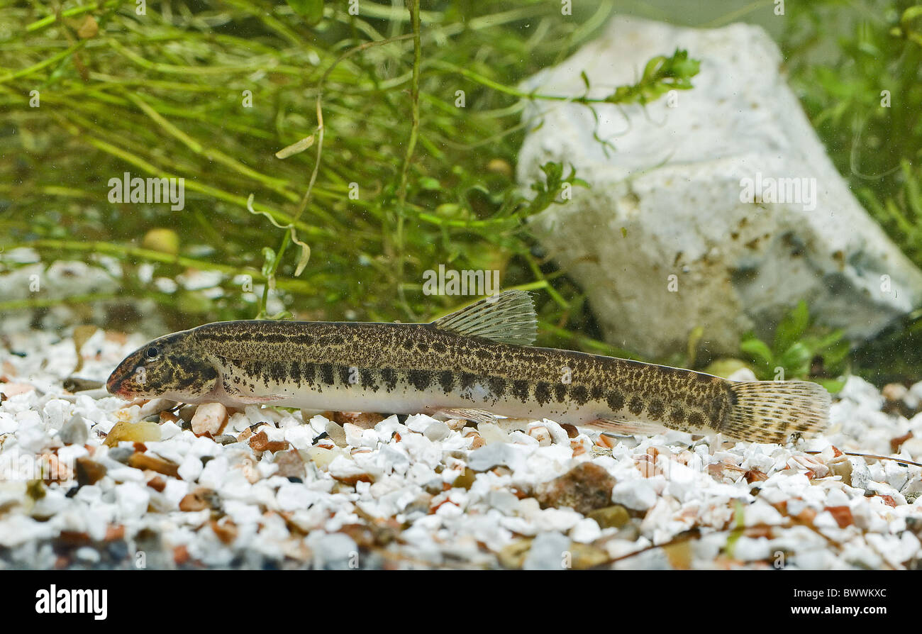 Spined Loach Cobitis taena adult resting gravel Stock Photo