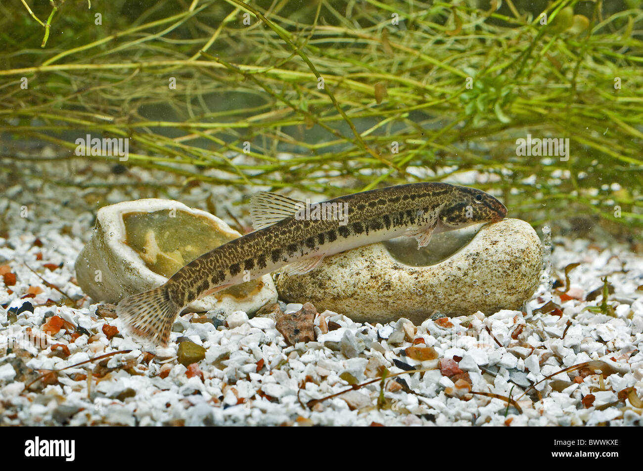 Spined Loach Cobitis taena adult resting stone Stock Photo